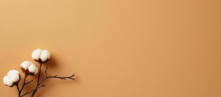 Cotton branch with white fluffy bolls on warm beige background creating calm natural scene photo