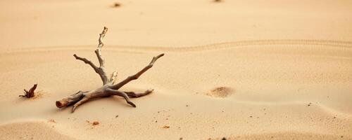 Dry desert sand with dead tree branch lying on surface in warm light setting photo