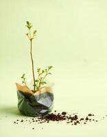 Young plant seedling in paper pot with soil on light background, fresh growth photo