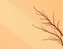 Minimalist dry twig with small buds on soft beige background creating calm mood photo