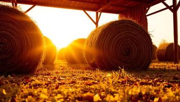 Golden sunlight shines on hay bales under wooden shelter in warm autumn field photo
