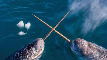 Narwhal Tusking Behavior Arctic Unicorns of the Sea photo