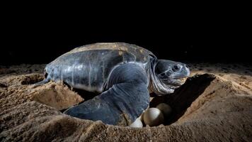 a Leatherback Turtle Nesting 1,500lb Female Laying Eggs at Moonlight photo