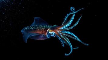 Giant Squid Encounter Deep Sea Phantom in the Midwater photo