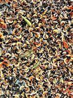 A beautiful background is created from the fallen Palash flowers. photo