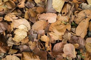 In the spring, all the leaves on the trees have fallen and dried up. photo