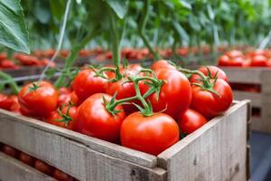 Freshly picked tomatoes filling wooden crates in greenhouse setting photo