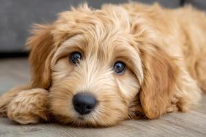 Adorable cockapoo puppy lying on the floor with head down photo