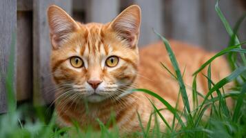 Ginger cat relaxing in green grass by wooden fence photo