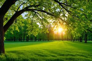 Green grass field with trees and sun shining through branches at sunset photo