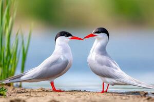 Two common terns standing at water's edge facing each other photo