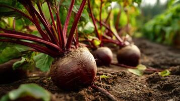 Fresh beetroots growing in fertile soil on farmland photo