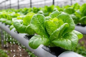 Hydroponic butterhead lettuce growing in greenhouse using pvc pipes photo