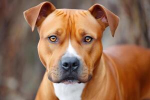 Portrait of red nose pit bull terrier dog looking at viewer photo