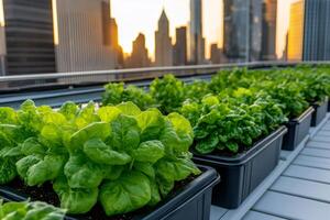Rows of butterhead lettuce growing in rooftop garden at sunset with city skyline in background photo