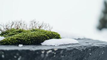 A small green plant sitting on top of a rock photo