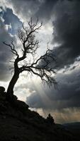 Silhouette of a bare tree against a dramatic sky with sun rays photo