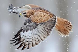 Majestic Hawk in Flight with Snowflakes Gracefully Surrounding its Wings photo
