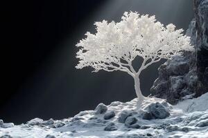 Tranquil Winter Scene with Frost-Covered Tree on Rocky Outcrop in Serene Light photo
