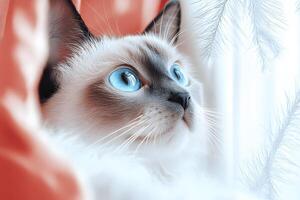 Blue-Eyed Cat Gazing by Window with Soft Feather Accents photo