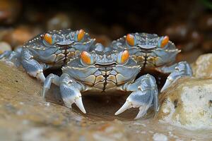 Close-Up of Three Crabs in a Rocky Coastal Habitat - Marine Wildlife Portrait for Nature Enthusiasts photo
