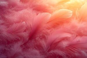 Soft Pink Feathers Abstract Design with Warm Light for Creative Projects photo