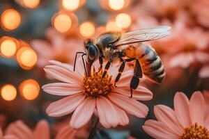 Close-up of a Honeybee Pollinating a Daisy with Warm Bokeh Background photo