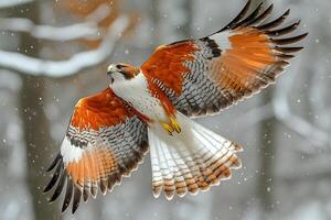 Majestic Red-Tailed Hawk Soaring in Snowy Winter Forest photo