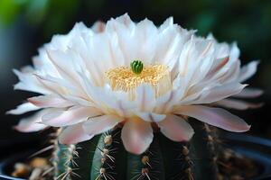 Blooming Cactus Flower Close-Up for Nature and Botanical Design Projects photo