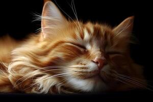 Tranquil Ginger Cat Sleeping in Low Light for Animal Lovers and Pet Portraits photo