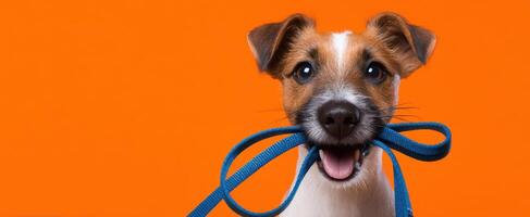The cheerful puppy holding a leash against a vibrant orange backdrop. photo
