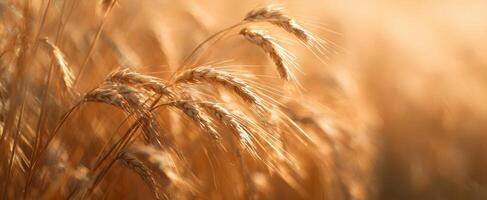 The Golden Wheat Fields Bathed in Soft Sunlight at Harvest Time photo