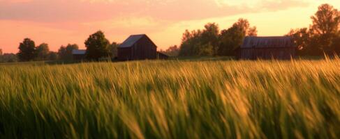 The golden fields of wheat against the rustic barn at sunset photo