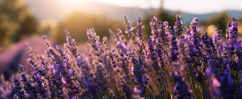 The Lavender Field Bathed in Golden Sunrise Light photo