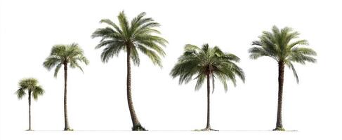 The beautiful evolution of palm trees showcasing varying heights and lush greenery. photo