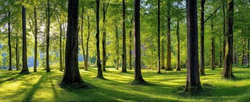 The serene forest landscape bathed in golden sunlight and vibrant greenery. photo
