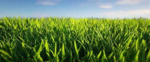 The lush green grass swaying gently under a clear blue sky. photo