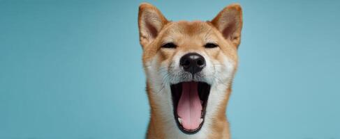 The Shiba Inu joyfully yawning against a vibrant blue background. photo