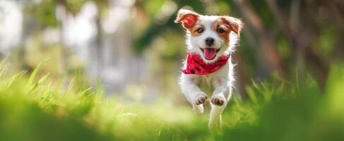 The playful puppy joyfully running through the green grass in the park. photo