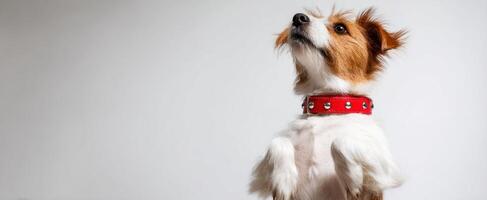 The adorable dog with a playful posture in a studio setting. photo