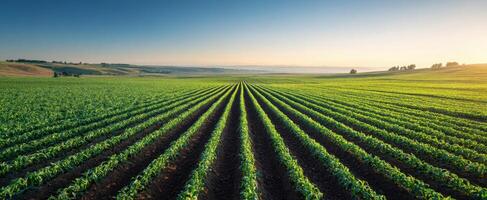 The expansive green fields showcasing rows of thriving crops under a clear sky. photo