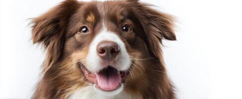 The happy border collie with a joyful expression in a studio setting. photo