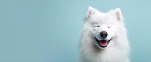 The joyful Samoyed dog with a bright smile against a blue background. photo