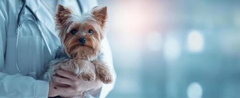 The veterinarian holding a Yorkshire Terrier in a caring medical environment. photo