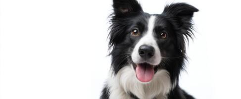 The Border Collie Smiling Joyfully Against a White Background photo