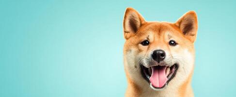 The adorable Shiba Inu showcasing a joyful expression against a vibrant background. photo
