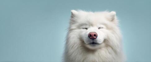 The adorable Samoyed dog with a joyful expression against a soft blue background. photo
