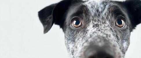 The close-up portrait of a curious dog with expressive eyes. photo