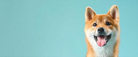 The adorable Shiba Inu showcasing a joyful personality against a blue backdrop. photo