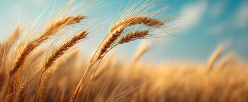The Golden Wheat Ears Swaying in the Gentle Breeze Under the Blue Sky photo